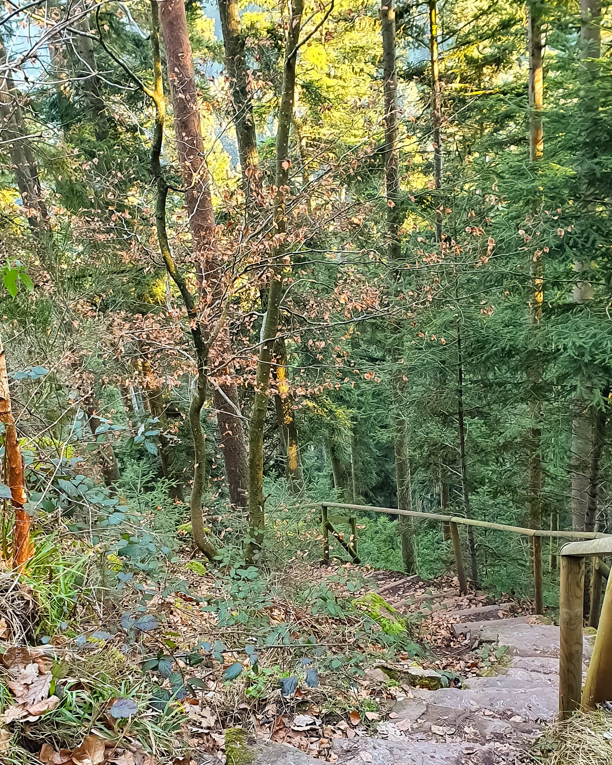 Genießerpfad Wolfsgrube Neubulach