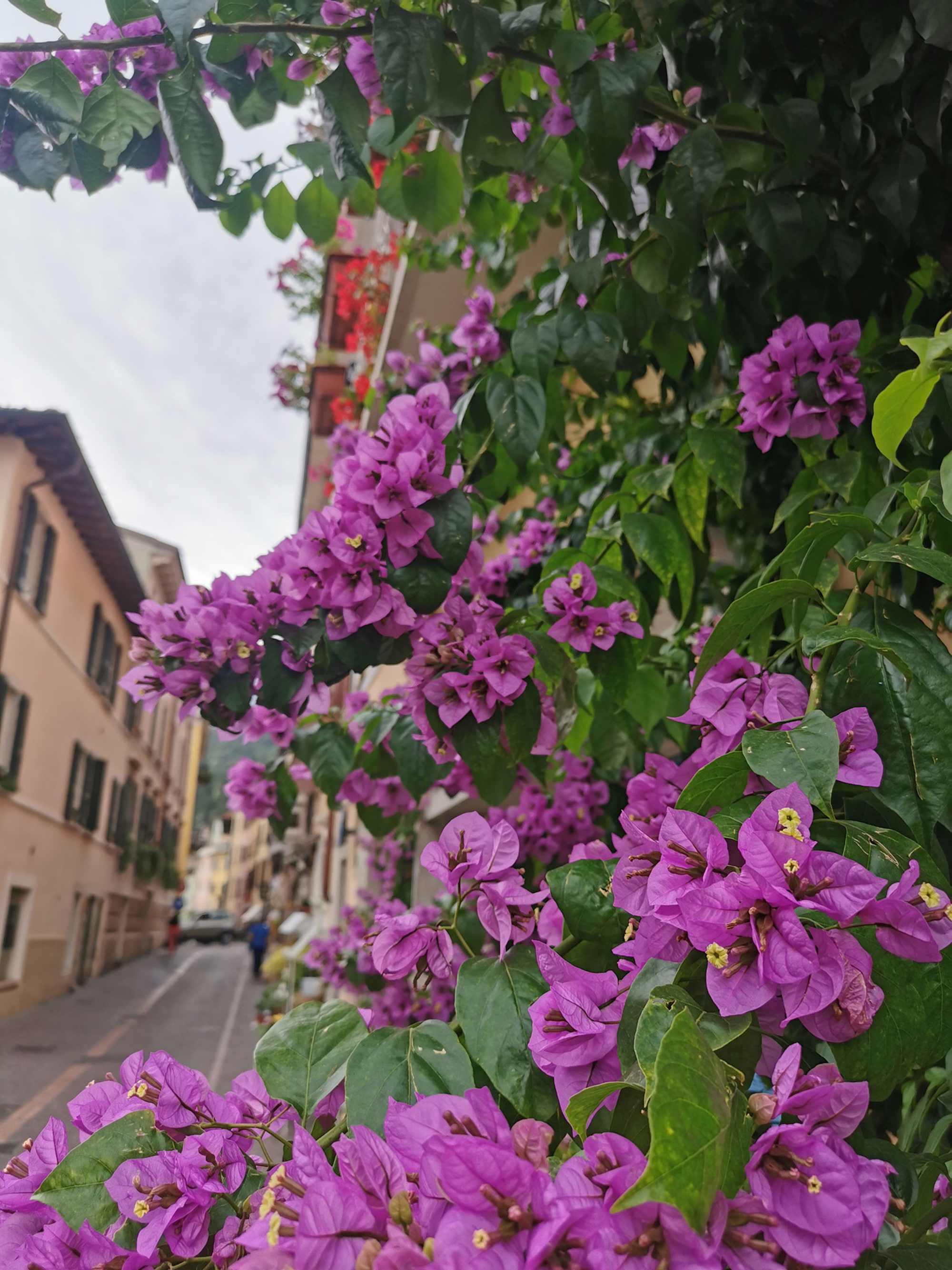 Gardasee