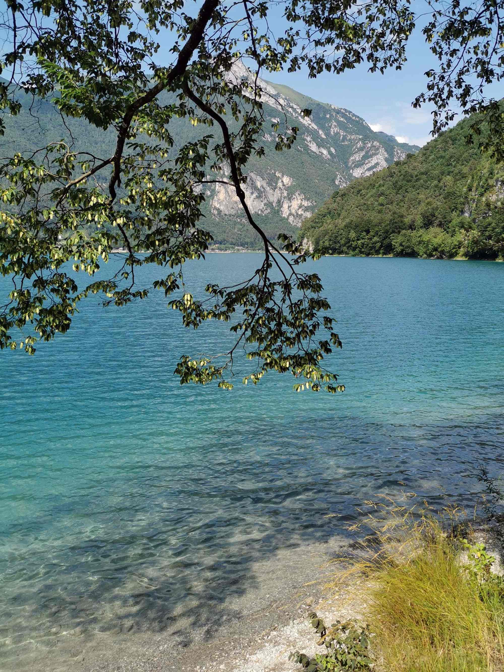 Ledrosee