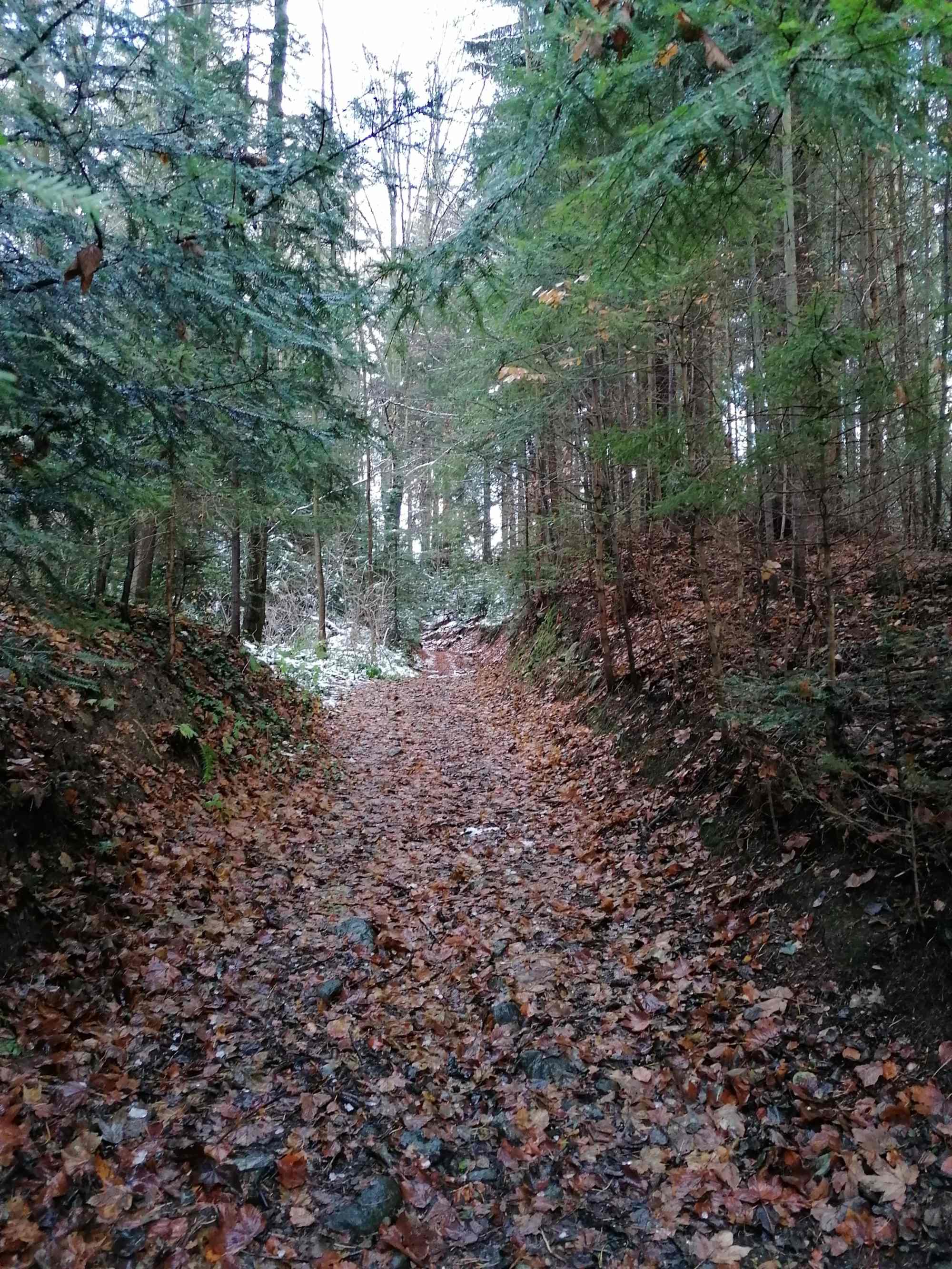 Erlebnisarena St. Corona zum Gasthof St. Wolfgang in Kirchberg