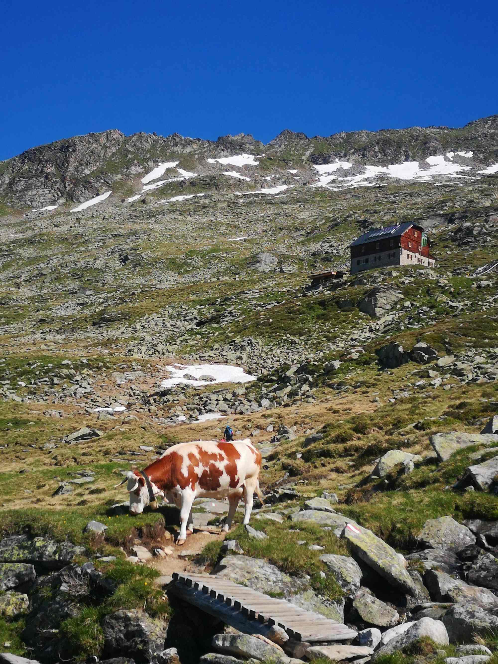 Im Sommer sind Kühe rund um die Kattowitzer Hütte zu finden. 