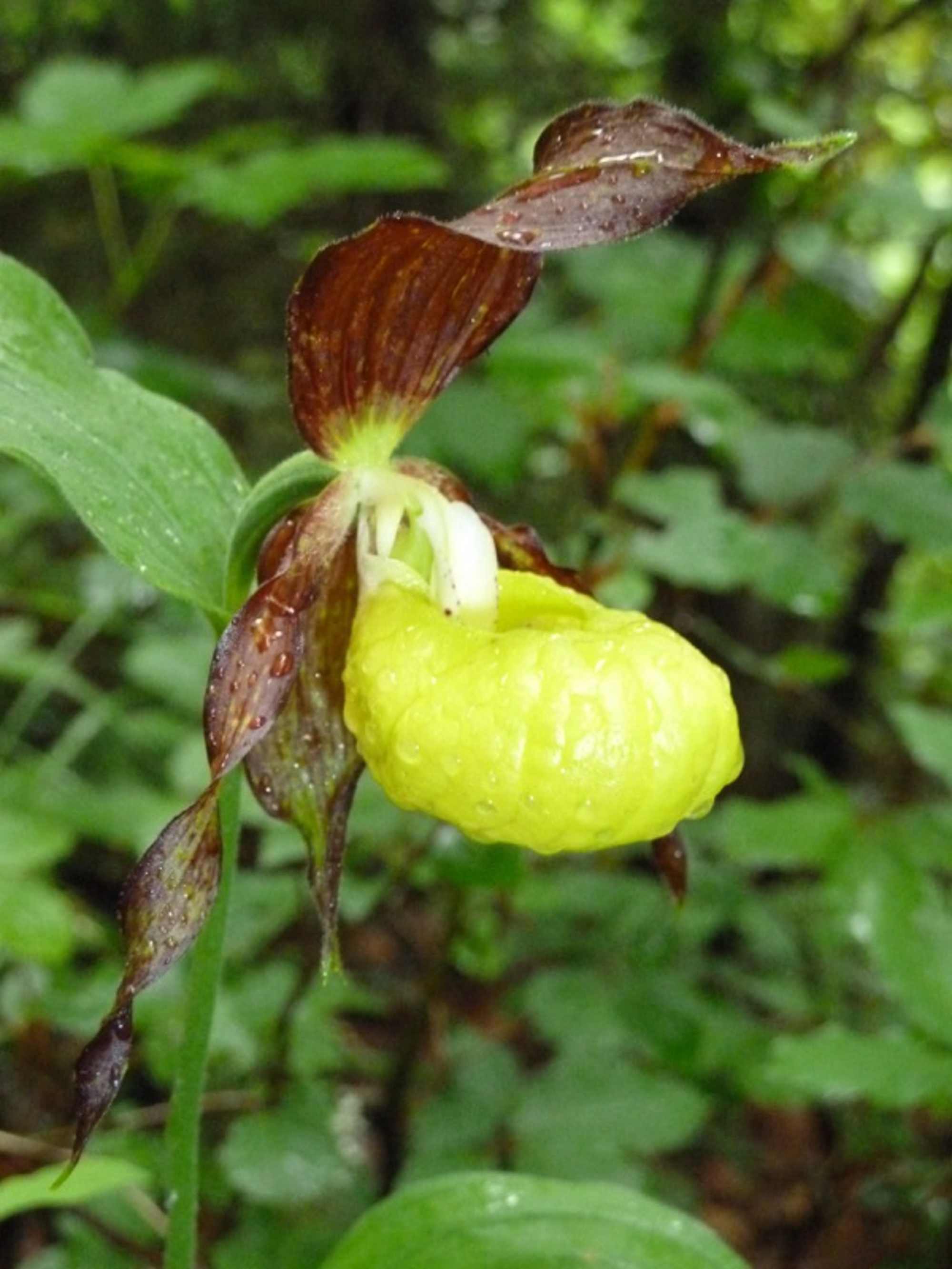 Frauenschuh