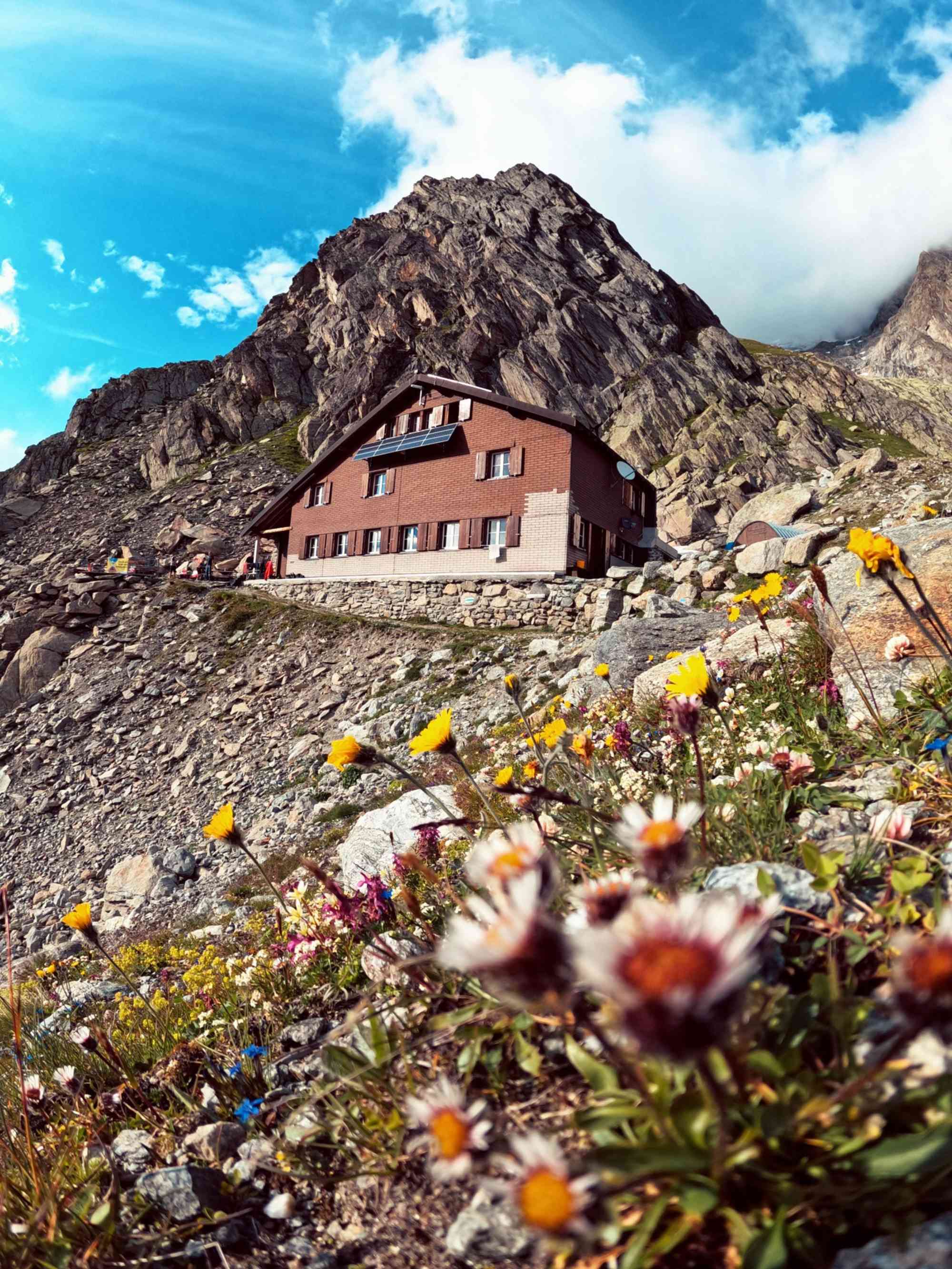 Alpenblumen vor der Schreckhornhütte