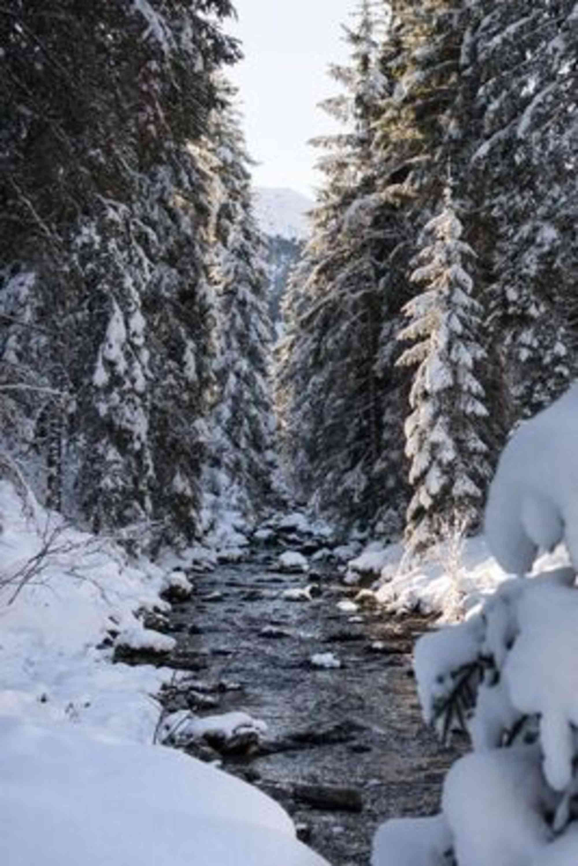 Der Bach im Angertal