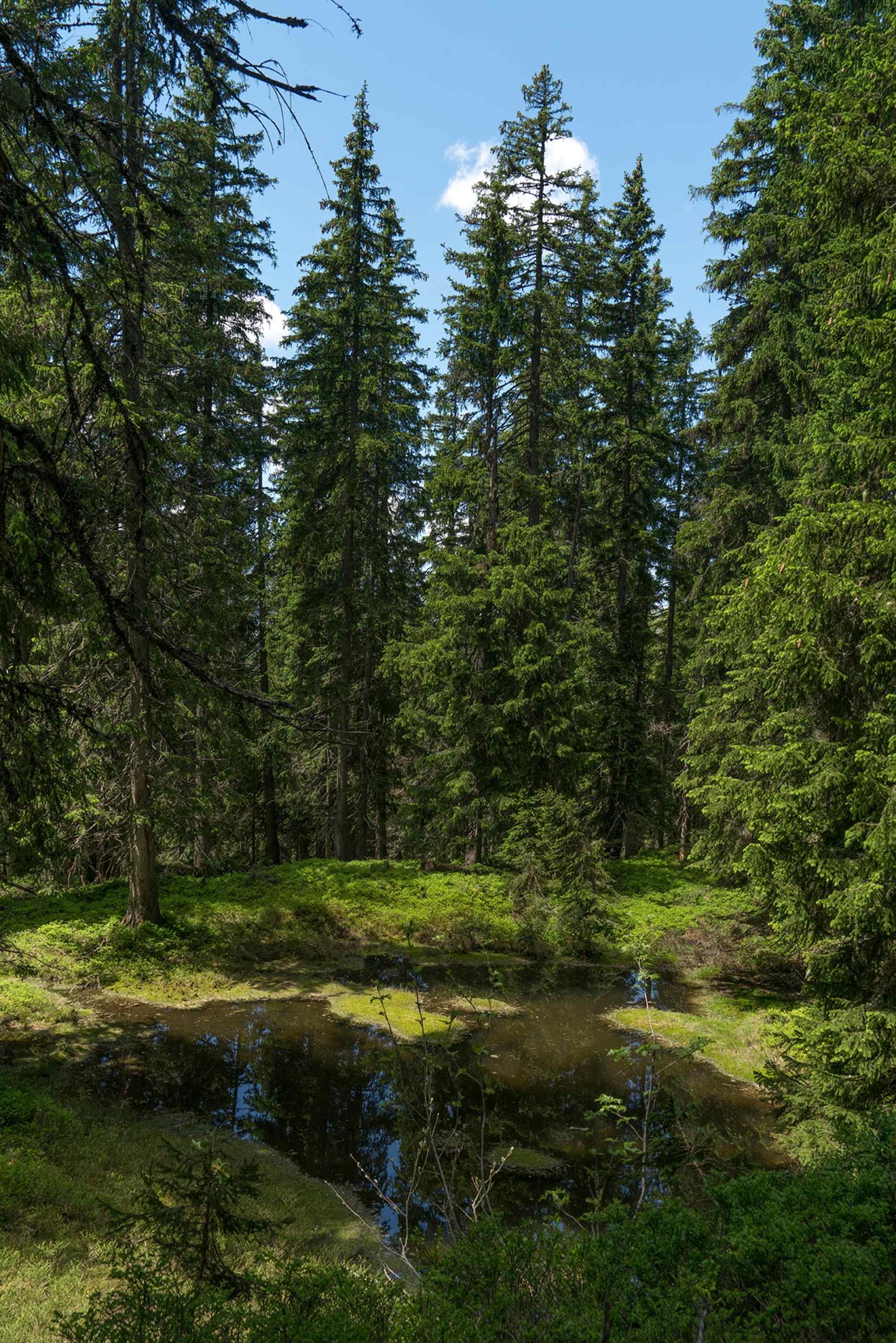 Waldteiche beim Maisereck in Saalbach