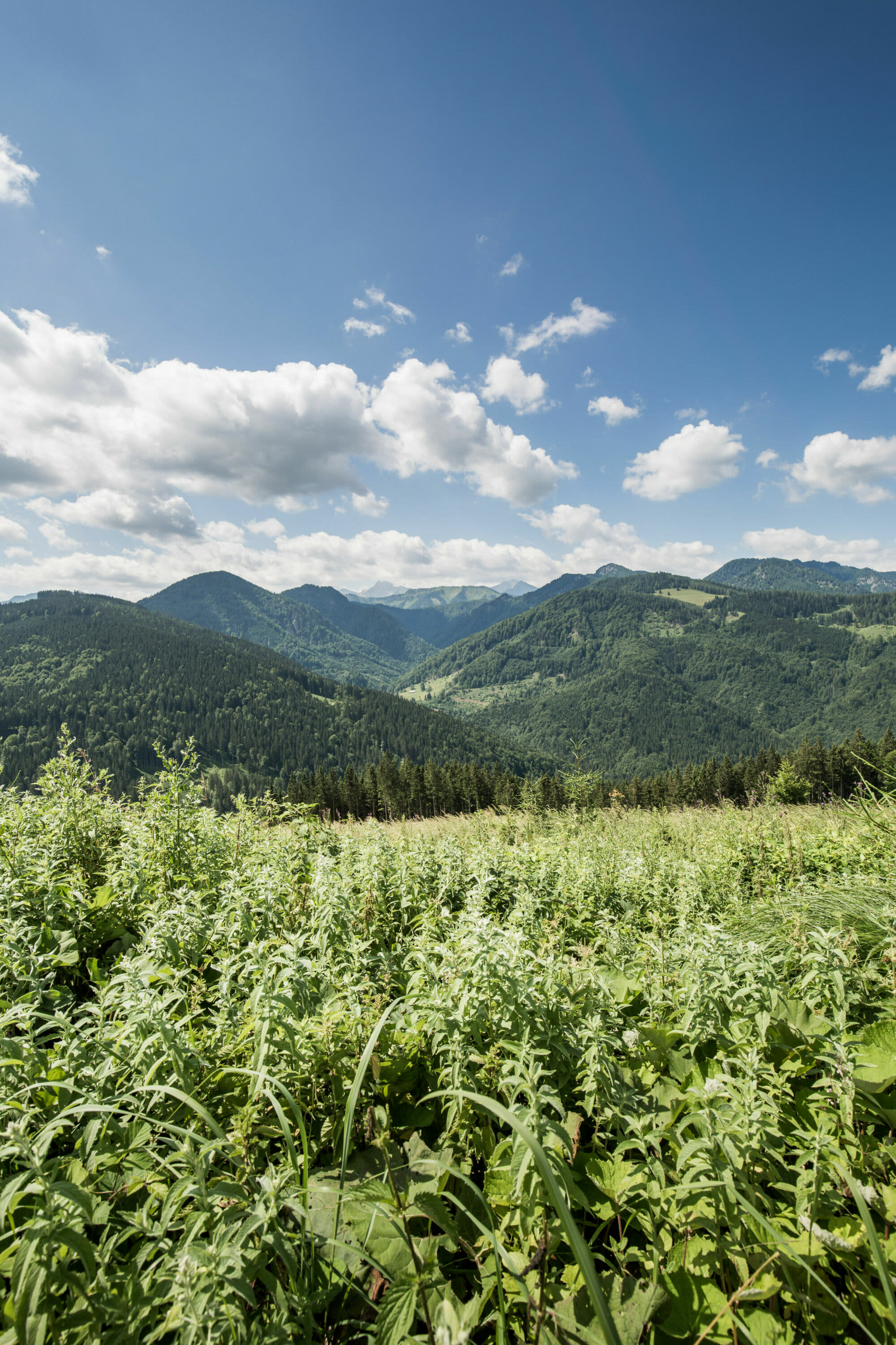 Im Reichraminger Hintergebirge