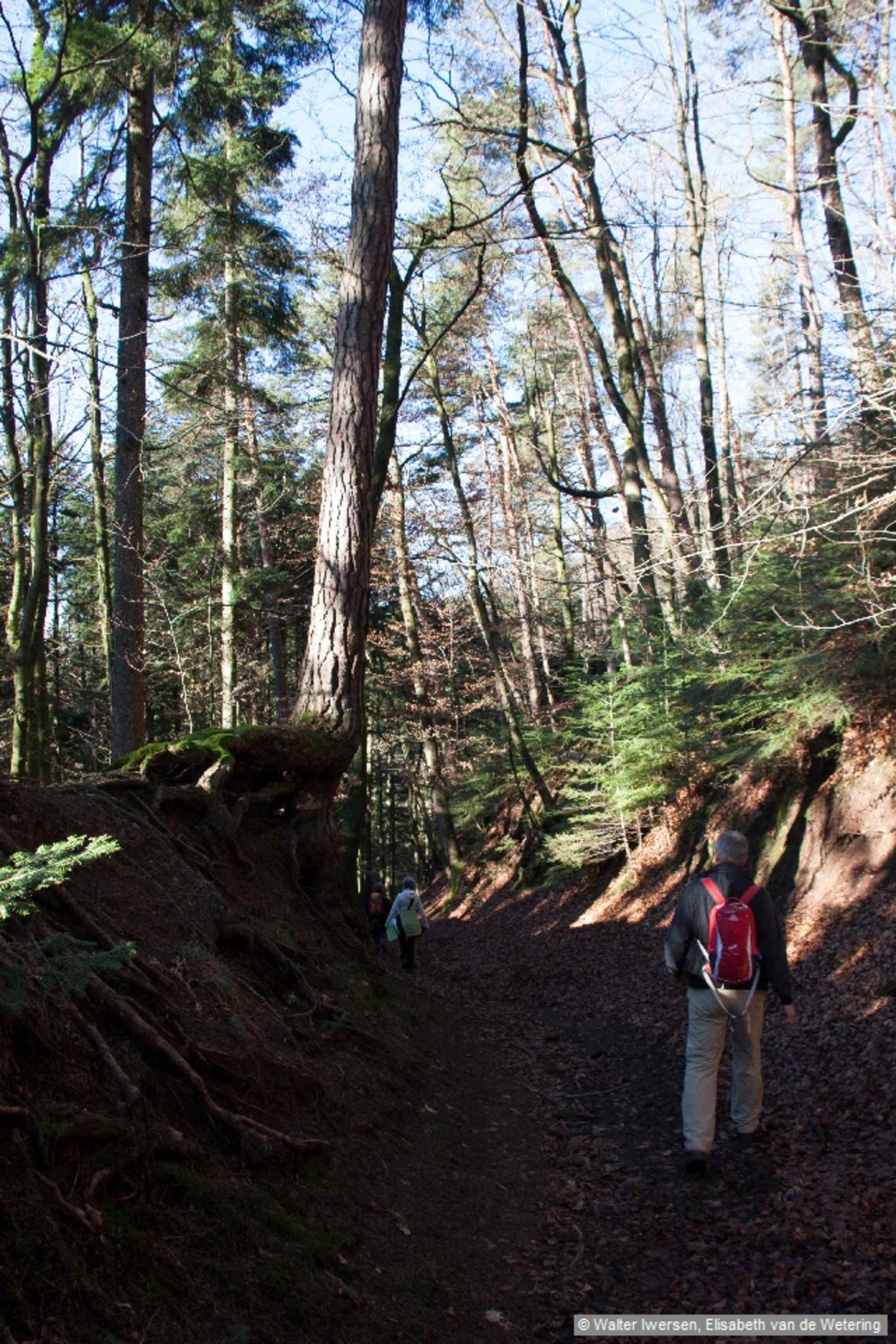 Waldweg