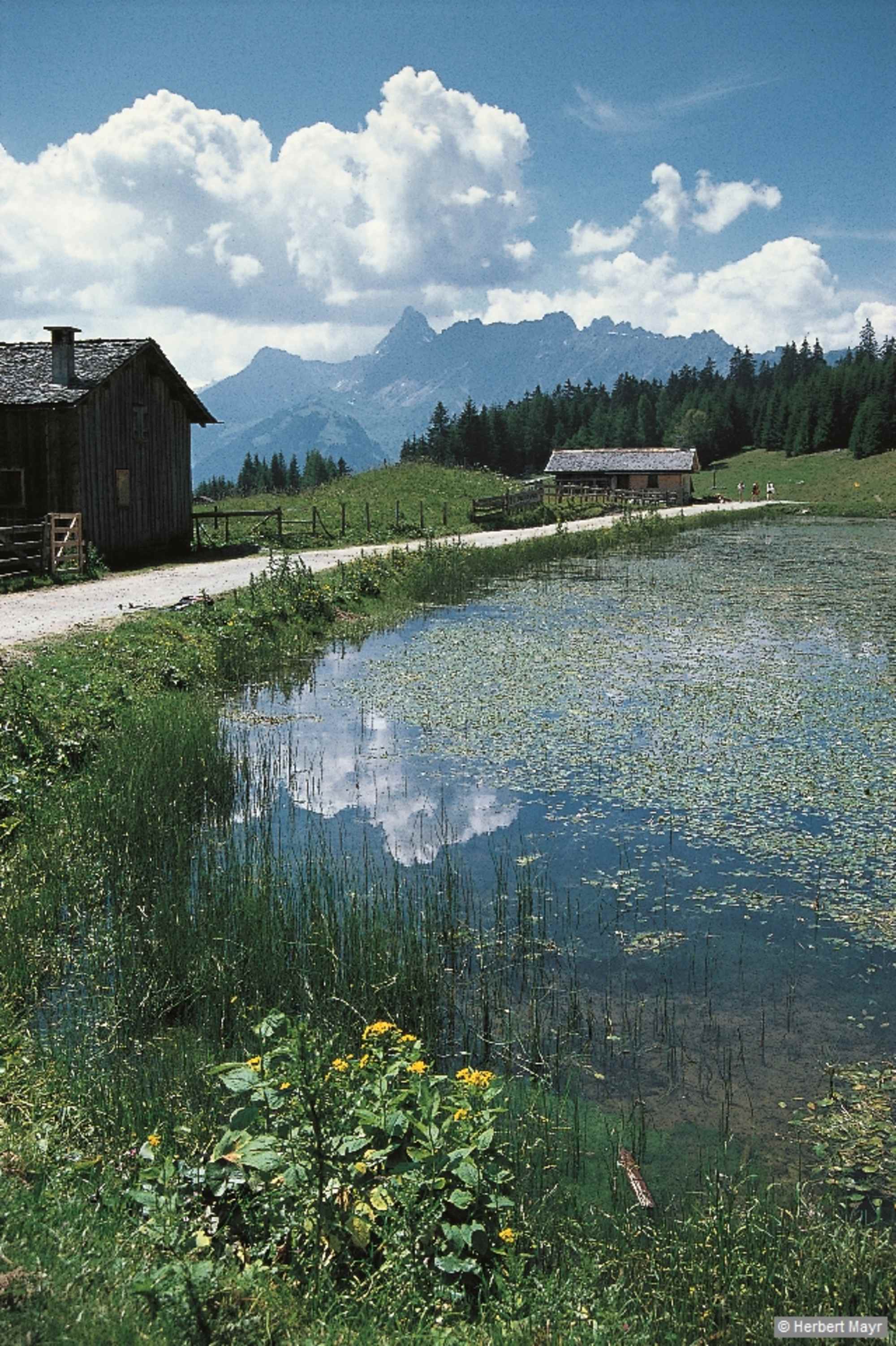 An einer Gabelung wählen wir den mäßig steigenden Forstweg zum idyllischen Fritzensee, 1440 m, mit Maisäßhütten und Heustadeln.