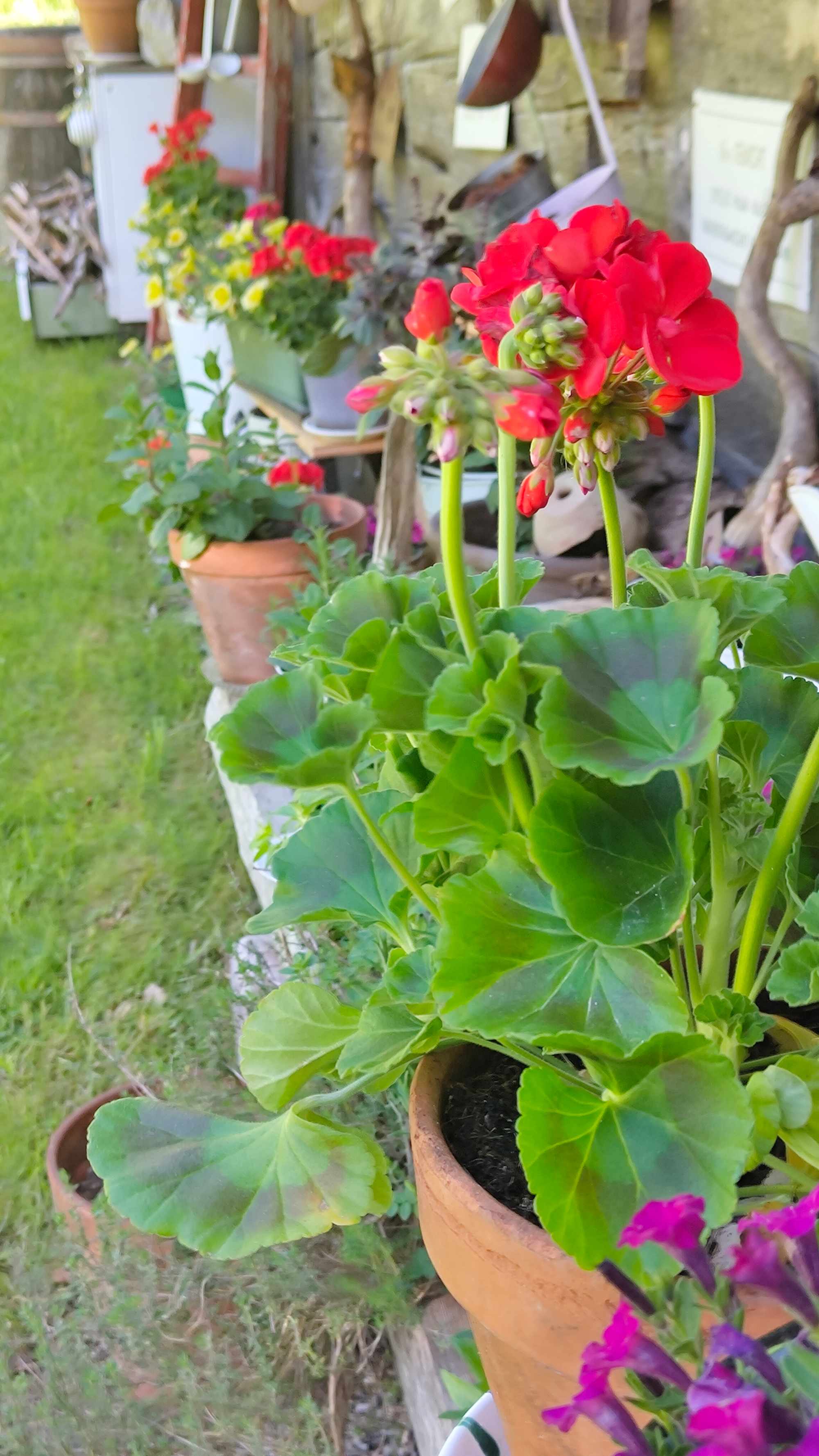 Blumen auf der Lippenbauernhütte