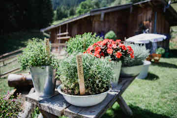 Kräuter spielen auf der Arbesreitalm eine wichtige Rolle.