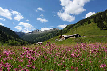 Ein Meer aus Blumen im Hubalmtal mit der Hubalm im Hintergrund