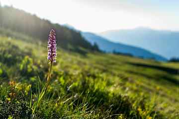 Sattlegers Alpenhof auf der Emberger Alm