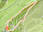Dent de Vaulion – Krete – Le Morez – Dent de Vaulion