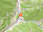 Ginzling Wald