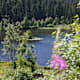 Der Baiersbronner Seensteig