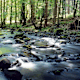 Wandernd durch die Eifel