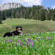 4 Touren für Vierbeiner: Wandern mit Hund in Bayern