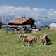 Sistranser Alm