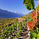 Vom Weinstock zum Berggipfel: St.-Pierre-de-Clages - Grugnay