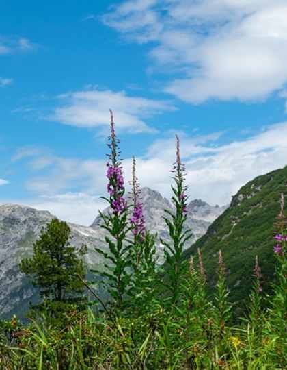 Lechtaler Alpen