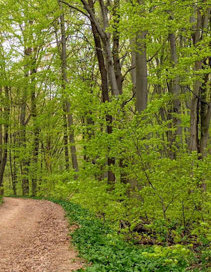 Wienerwald
