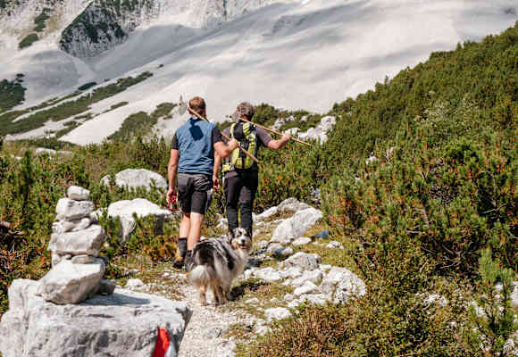 Wegwarte mit Hund
