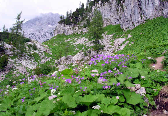 Alpenflora im Toten Gebirge bei der Pühringer Hütte