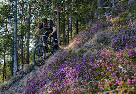 Mountainbiker im Wald