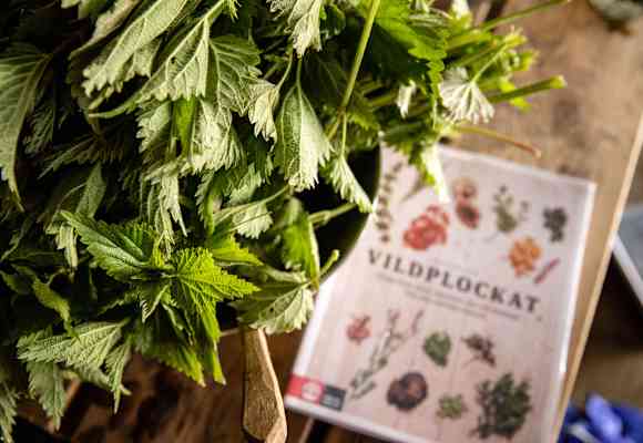Camping Rezepte Brennnessel