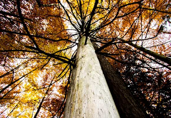 Ein Wald voller bunter Blätter