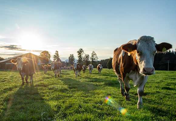 Einzigartige Milch hat ein einzigartiges Zuhause