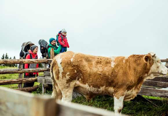 Teichalm Rinderzucht Wandern