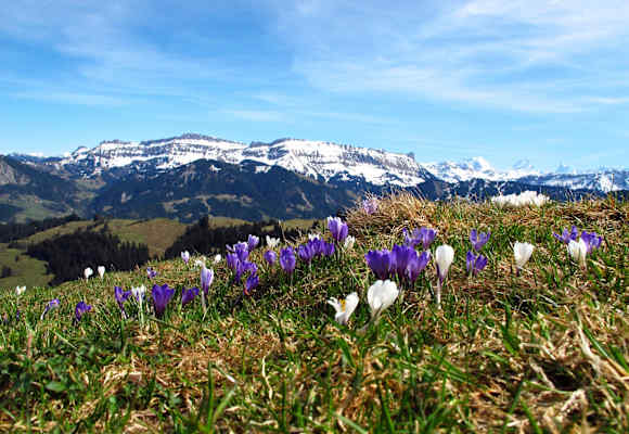 Krokusse auf Rämisgummen – Im Hintergrund die verschneite Schratteflue und Berner Alpen
