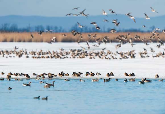 Am Zicksee tummeln sich im Winter wahre Vogelscharen.