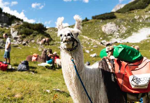 Wandern mit Lamas