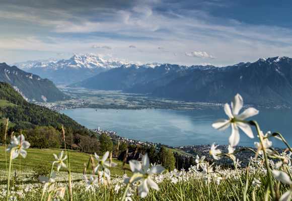 Der Narzissenweg: Blütenpracht und sagenhafte Aussicht auf den Genfersee