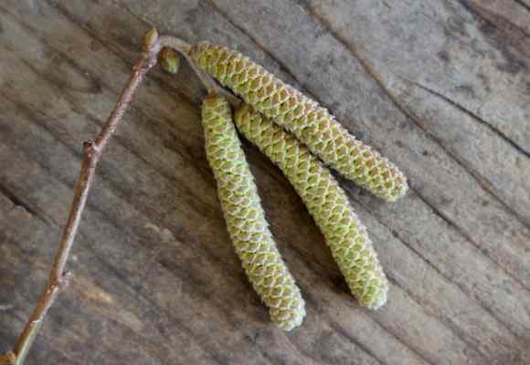 Öffnen sich die Haselkätzchen im Frühling, dann werden die vielen Einzelblüten sichtbar