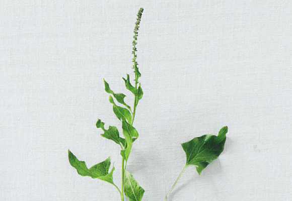 Alpine Delikatesse: Guter Heinrich