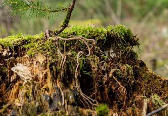 Terra-Mater-Wald-Setzling