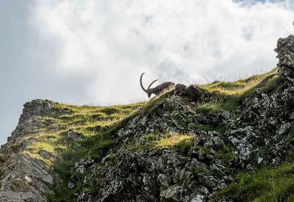Den Steinbock bekommt man am Steinbock-Trek am Brienzer Rothorn häufig zu Gesicht.
