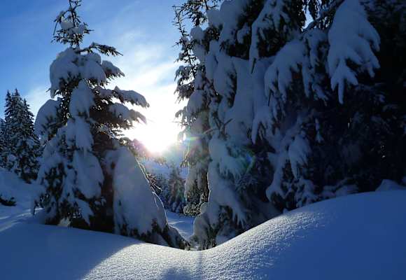 Winterwald