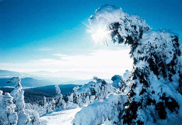 Winterzauberwald