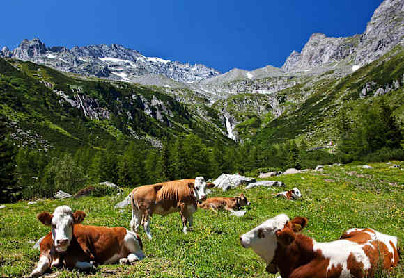 Kühe auf Alm: Almenrunde im Ahrntal in Südtirol