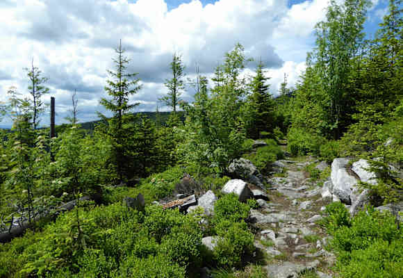 Nationalpark Bayerischer Wald