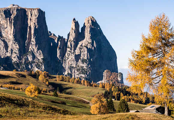 Herbstzauber auf der Seiser Alm: Zwischen goldgelben Lärchen recken sich die schroff-grauen Dolomitengipfeln in den Himmel.