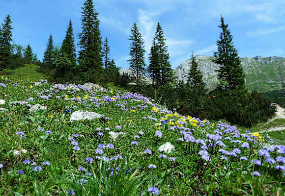Blumenvielfalt im Karwendel