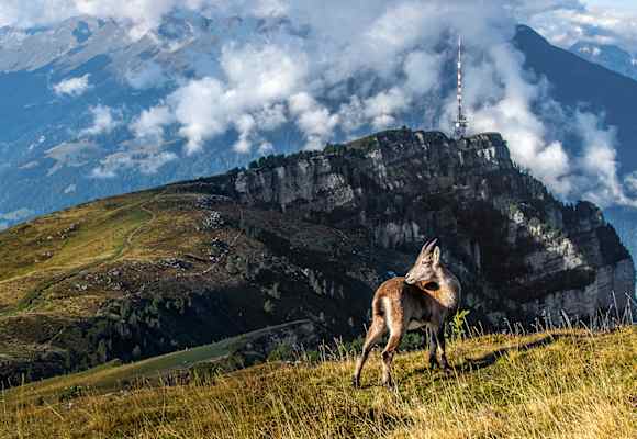 Der Steinbock bewegt sich majestätisch über die Grate des Niederhorns.