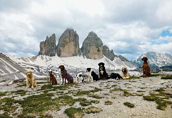 Neun Hunde vor den Drei Zinnen in den Dolomiten.