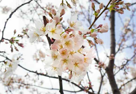 Wann kommt der Frühling?