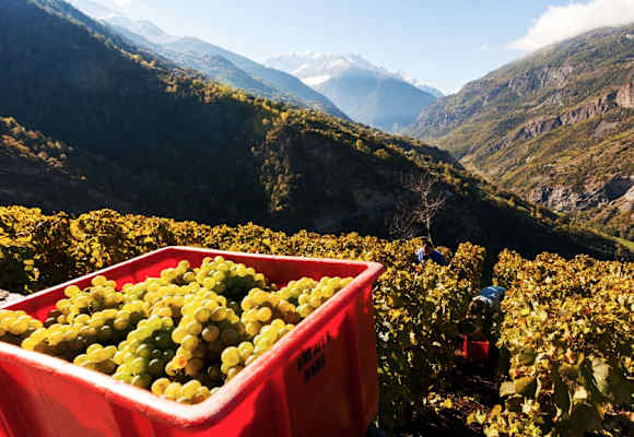 Gspon im Wallis: Europas höchster Weinberg